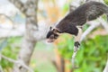 Madu Ganga, Balapitiya, Sri Lanka - Indian Giant Squirrel sitting on branch