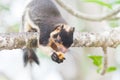 Madu Ganga, Balapitiya, Sri Lanka - Indian Giant Squirrel sitting on branch eating some food