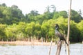 Madu Ganga, Balapitiya, Sri Lanka - Observing a Great cormorant