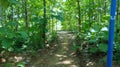 MADURA TEAK FOREST PATHWAY