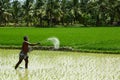 Indian farmers working in the rice fields.