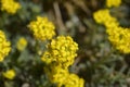 Madwort Golden Spring