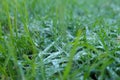 `Mae Khaning` `mouy khap` Frost with dew drops on the green leaves grass. Soft Focus at Doi Inthanon, November 28, 2018 Chiangmai, Royalty Free Stock Photo