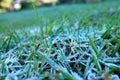 `Mae Khaning` `mouy khap` Frost with dew drops on the green leaves grass. Soft Focus at Doi Inthanon, November 28, 2018 Royalty Free Stock Photo