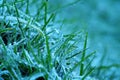 `Mae Khaning` `mouy khap` Frost with dew drops on the green leaves grass. Soft Focus at Doi Inthanon Royalty Free Stock Photo