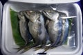 Mae Klong Mackerel fish sold on market