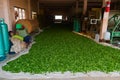 Fresh tea leaves before drying on small thai tea factory Royalty Free Stock Photo