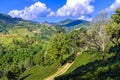 Mae Salong tea plantations Royalty Free Stock Photo