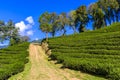 Mae Salong tea plantations Royalty Free Stock Photo