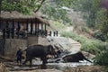 Maesa Elephan Camp in ChiangMai