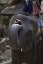 Maesa Elephan Camp in ChiangMai