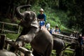 Maesa Elephant Camp Royalty Free Stock Photo