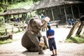 Maesa Elephant Camp Royalty Free Stock Photo