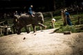 Maesa Elephant Camp Royalty Free Stock Photo