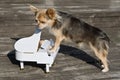 Maestro chihuahua dog is playing on piano