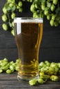Mag with beer, spikelets and hop on wooden table Royalty Free Stock Photo