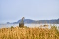 Magallanica Bustard in the Tierra del Fuego National Park in the rain. Argentine Patagonia in Autumn Royalty Free Stock Photo