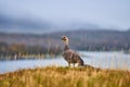 Magallanica Bustard in the Tierra del Fuego National Park in the rain. Argentine Patagonia in Autumn Royalty Free Stock Photo