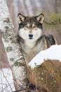 Magazine cover of Timber Wolf Royalty Free Stock Photo