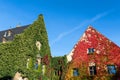 Magdeburg gothic medieval cathedral Dom church slate tile roof and green red fresh Ivy covered old stone wall clear blue Royalty Free Stock Photo