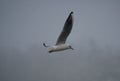 Black headed gull flying through fog