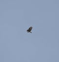 Buzzard in flight