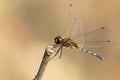 Mage of dragonfly perched on a tree branch.