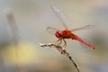 Mage of dragonfly perched on a tree branch.