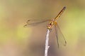 mage of dragonfly perched on a tree branch.