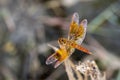 Mage of dragonfly perched on a tree branch.