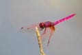 Mage of dragonfly perched on a tree branch.