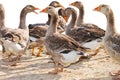 Mage of a flock of geese on the poultry farm Royalty Free Stock Photo