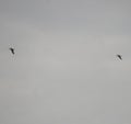 Herring gulls in flight Royalty Free Stock Photo