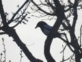 Magpie in a tree silhouette Royalty Free Stock Photo