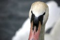 Mute swan close up Royalty Free Stock Photo