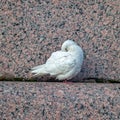 Mage of a sleeping, white dove on a granite parapet of the embankment on autumn day