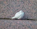 Mage of a sleeping, white dove on a granite parapet of the embankment on autumn day