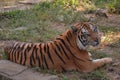 Lazy tiger in the zoo