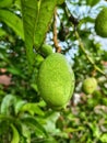 Green mango in the morning after the rain