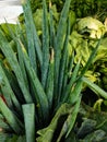 Green onions sold in the market