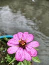 Wild pink daisies by the river