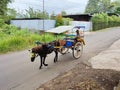 Magelang, October 30, 2021. A wagon horse with its coachman on the road.