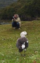 Magelhaengans, Upland Goose, Chloephaga picta