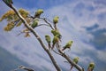 Magelhaenparkiet, Austral Parakeet, Enicognathus ferrugineus