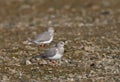 Magelhaenplevier, Magellanic Plover, Pluvianellus socialis Royalty Free Stock Photo