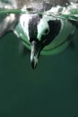 Magellan Penguin Royalty Free Stock Photo