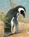 Magellan penguin Royalty Free Stock Photo