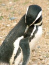 Magellan penguin