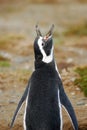 Magellan Penguin - Loudmouth Royalty Free Stock Photo