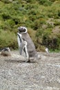 Magellan penguin Royalty Free Stock Photo